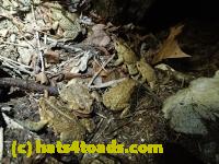 /home//u458753944/public_html/sourcegallery///////////////////////Roxborough Toad Detour/2013-2019/2017/P4110699.JPG